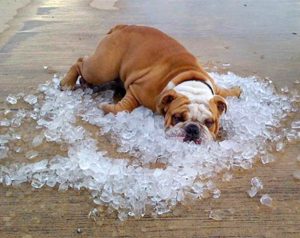 bulldog-on-ice